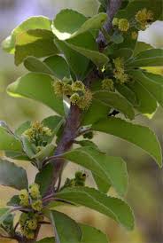 Image result for Flacourtia indica