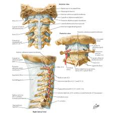 The foot bones shown in this diagram are the talus, navicular, cuneiform, cuboid, metatarsals and calcaneus. The Importance Of The Atlanto Occipital Joint