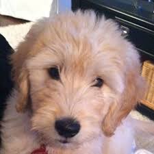 We did not find results for: Pin By Beachbrights On Animal Love Goldendoodle The Perfect Dog Pooch