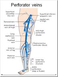 Gastrocnemius vein anatomy elegant evidence for treatment of. Great Saphenous Vein Applied Anatomy Vascular Surgery Vascular Ultrasound Diagnostic Medical Sonography