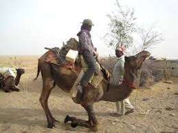 Camels urinate on their legs to try and cool down the blood. Camel Sitting Down Jaisalmer Rajasthan India Youtube