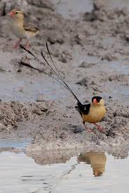 Black Bird With White Stripes On Wings And Tail South Africa Pin On South African Birds