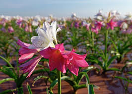 Image result for Crinum paludosum