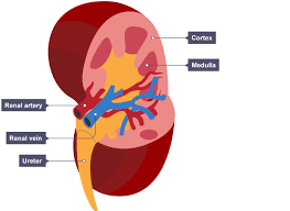 Cross Section Of Kidney The Outer Area Is Called The Cortex And Includes The Medulla The Renal Artery Enters The Science Revision Biology Revision Biology