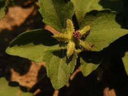 Image result for Acanthospermum australe