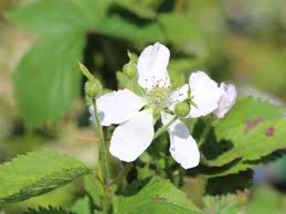 Himbeeren und brombeeren gehören zu den beliebtesten und gesündesten früchten, die man im eigenen garten ziehen kann. Brombeere Navaho Rubus Fruticosus Navaho Baumschule Horstmann