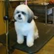 See super catalog or menu of services and products. Metropawlitan Grooming On Potranco 210 725 1245 San Antonio Tx Hirerush Com