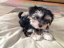 Morkie Dog: Complete Guide to Maltese Yorkie Mix – All ...