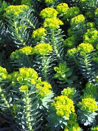 Image result for Euphorbia eranthes