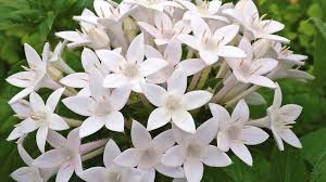 Image result for Pentas bussei