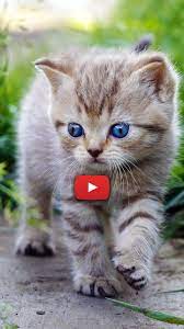 Cutest Cat In The World Cute Cat Wallpaper Aesthetic Cat Love Wallpaper Kittens Kitten Wallpaper Kittens Cutest Cat Background
