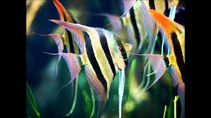 Common Types Of Freshwater Aquarium Fish