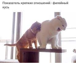 odnoklassniki smeshnye fotografii zhivotnyh kotyata smeshnye kotyata