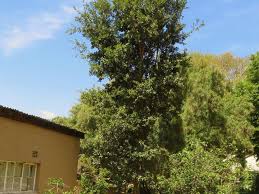 Image result for Scolopia stolzii