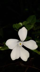 Image result for Turraea nilotica