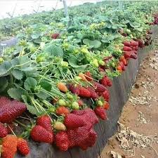 182 Likes 1 Comments Buah Buahan Info Fruits On Instagram Small Vegetable Gardens Vegetable Garden Design Fruit Garden