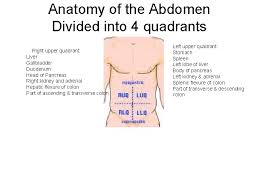 Anatomical terms allow health care professionals to accurately communicate to others which part of the body may be quadrants divide our bodies into regions for diagnostic and descriptive purposes. Nur 103 Health Assessment The Abdomen Objectives Define