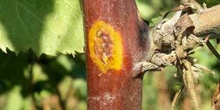 Image result for rez rzivost ostru%u017Einy