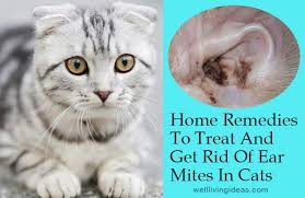 Teeth issues, including periodontal disease, gingivitis, and stomatitis. 16 Effective Home Remedies To Treat And Get Rid Of Ear Mites In Cats