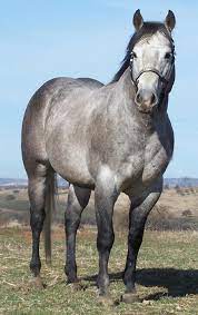 Brooks Quarter Horses - Quarter Horses For Sale Quarter Horse Aqha Horses Quarter Horse Stallion