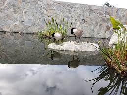 The Japanese Garden 1968 Photos 324 Reviews Botanical Gardens 6100 Woodley Ave Van Nuys Ca United States Phone Number Yelp