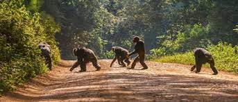 Chimpanzees In Volatile Habitats Evolved To Behave More Flexibly It Could Help Them Weather Climate Change