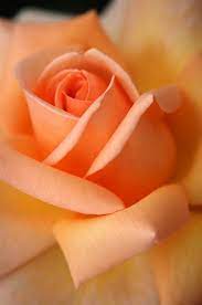 Maybe you would like to learn more about one of these? Orange Rose Beautiful Roses Pretty Flowers Rose