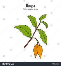 Image result for Tabernanthe