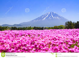 Japan Shibazakura Festival With The Field Of Pink Moss With Mountain Fuji Yamanashi Japan Stock Photo 61971166 Megapixl