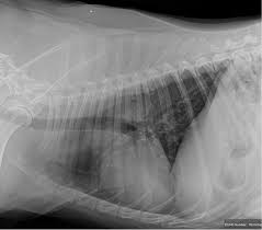 Pneumonia is a bacterial, viral, or fungal infection of the lungs that causes the air sacs, or alveoli, of the lungs to fill up with fluid or pus. The Benefit Of Three View And Left Lateral Thoracic And Abdominal Radiographs Tips For Taking Radiographs In Your Veterinary Practice 2 Important Tips For Taking X Rays In Your Veterinary Practice Tips For Taking X Rays