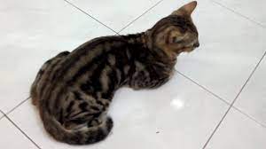 Kucing bengal atau blacan adalah keturunan ketiga dari hasil persilangan antara kucing american shorthair dengan kucing asian leopard. Kucing Keren Corak Macan Langka Youtube