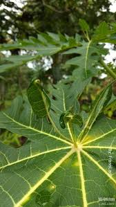 Check spelling or type a new query. Daun Pepaya Tumbuh Daun Pepaya Lagi Fotografi Mi Community Xiaomi