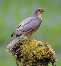 Uk Birds Of Prey Images Sparrowhawk Birds Of Prey Uk Birds Bird Species