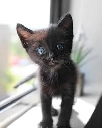 How to make a cat stop spraying. What Smells Deter Cats From Peeing Archives Delicate Care