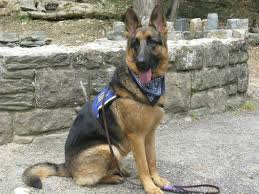 Maybe you would like to learn more about one of these? K9 Services German Shepherd Rescue K 9 Services German Shepherd Rescue