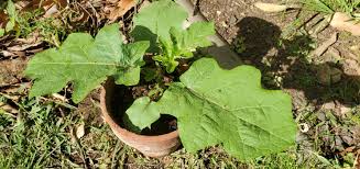 Image result for Solanum linneanum