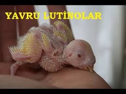 Yavru Lutino Muhabbet Kuslari Youtube