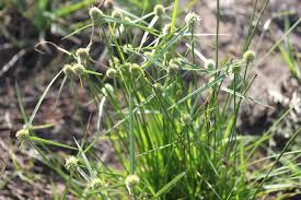 Image result for Kyllinga alba