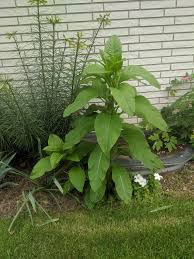 Weeds spread by many sources, including the wind, bird deposits and last year's crops and weeds. Weed Or Good Plant Plant Id The Tall Large Leaf Plant Moved Into Home Last Fall Zone 5b Chicago Area Gardening
