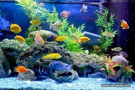 Memilih ikan hias kecil yang cantik sebagai koleksi aquarium air tawar memang sangat penting untuk anda ketahui, karena keindahaan sebuah aquarium. Ikan Hias Air Tawar Terbaik Untuk Pemula Baca Pos