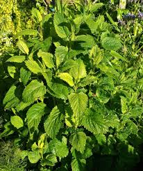 Rosemary tea is made from leaves of rosemary plant, also called as rosmarinus officinalis, that is rich in vitamins, iron and calcium. Lemon Balm Wikipedia