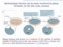 Image Result For Plaque Forming Unit Per Time Plaque The Unit Cycle