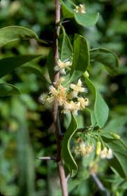 Image result for Ximenia americana