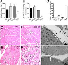 …plasma cells that populate the basement membrane (lamina propria) of the small intestine, the area of loose connective tissue above the the third sector comprises lymphocytes that lie between the epithelial cells in the mucosa. Basal Lamina Strengthens Cell Membrane Integrity Via The Laminin G Domain Binding Motif Of A Dystroglycan Pnas