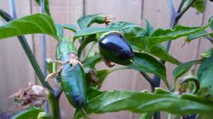 Check spelling or type a new query. Growing Jalapenos How To Get Sweet Heat Epic Gardening