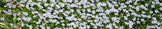 Image result for Laurembergia
