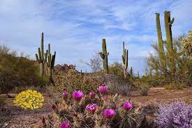 Saguaro And Flowers Blooming In The Desert Lake Havasu City Arizona Lake Havasu City Lake Havasu City Arizona Lake Havasu