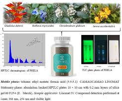 Image result for Vernonia congolensis