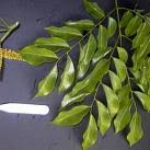 Image result for Erythrophleum