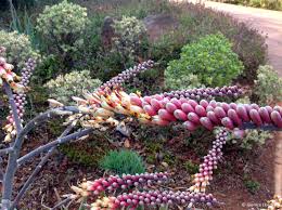 Image result for Aloe aculeata × globuligemma